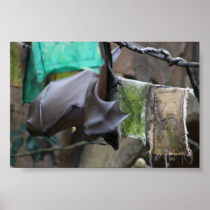 Affiches Batte (3) - affiche/copie
