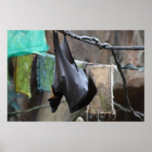 Affiches Batte (6) - affiche/copie