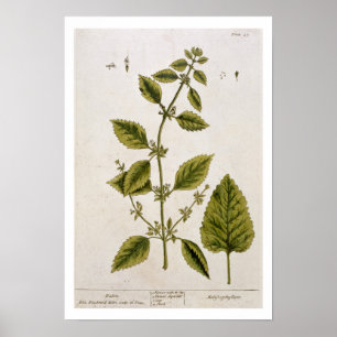 Affiches Baume, assiette 27 de 'A Curious Herbal', publié