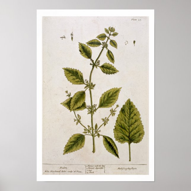 Affiches Baume, assiette 27 de 'A Curious Herbal', publié (Devant)