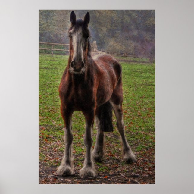 Affiches Bay Shire Brouillon Horse Angleterre, Royaume-Uni (Devant)