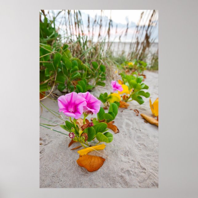 Affiches Beach Morning Glory (Ipomoea Stolonifera) (Devant)