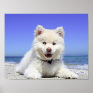 Affiches Beach Puppy Dog Fluffy White Animal Summer Photo