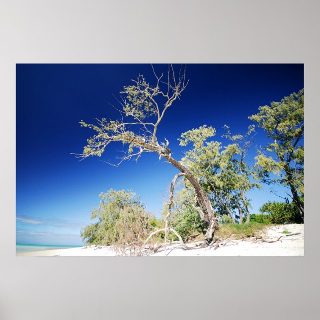 Affiches Beach Tree (Devant)