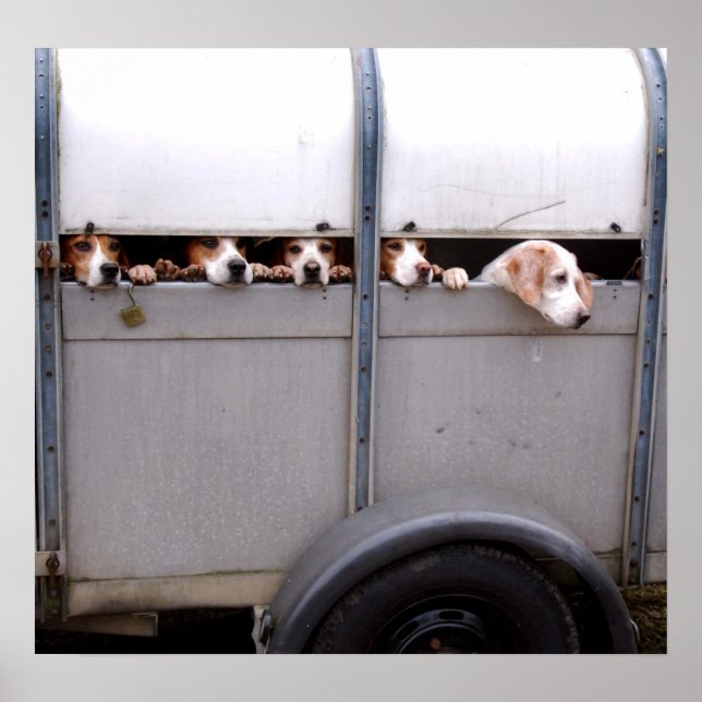 Affiches Beagle (Devant)