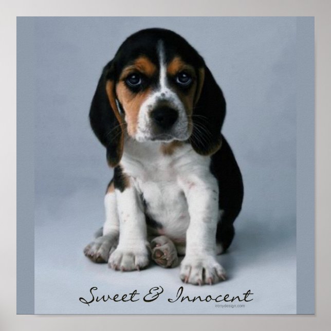 Affiches Beagle Puppy Dog Photo (Devant)