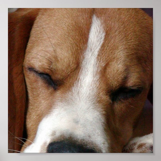 Affiches Beagle Snoozing Print (Devant)
