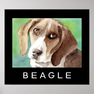Affiches beagles