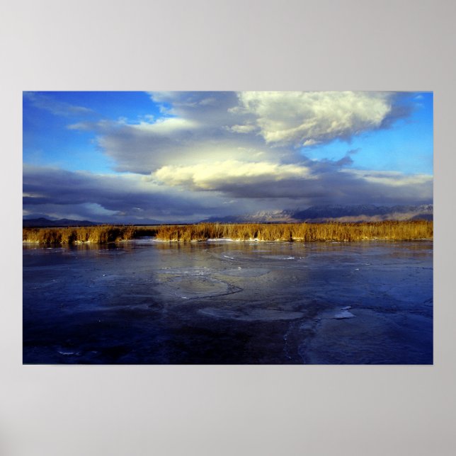 Affiches Bear (Devant)