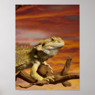 Affiches Bearded dragon (Pogona Vitticeps) on branch,