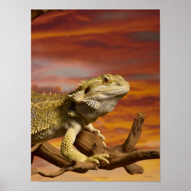 Affiches Bearded dragon (Pogona Vitticeps) on branch, (Devant)