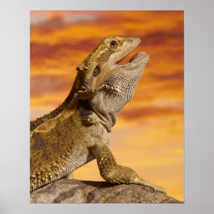 Affiches Bearded dragon (Pogona Vitticeps) on rock