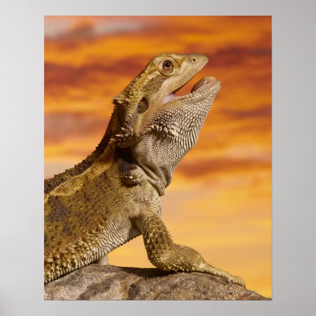 Affiches Bearded dragon (Pogona Vitticeps) on rock (Devant)