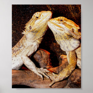 Affiches Beardies
