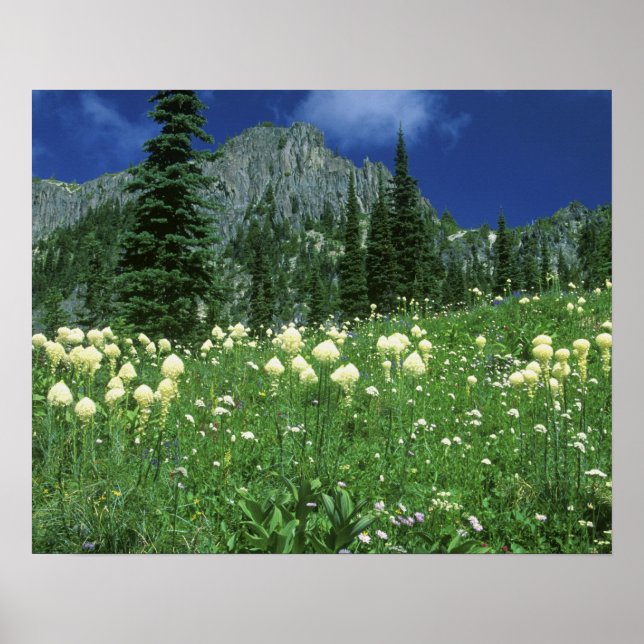 Affiches Beargrass au lac Eunice, Mt. Rainier NP, WA, (Devant)
