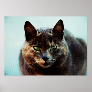 Affiches Beau chat
