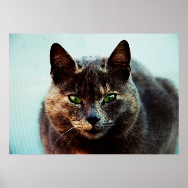 Affiches Beau chat (Devant)
