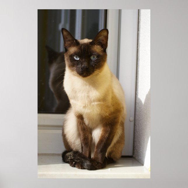 Affiches Beau Chat Siamais (Devant)