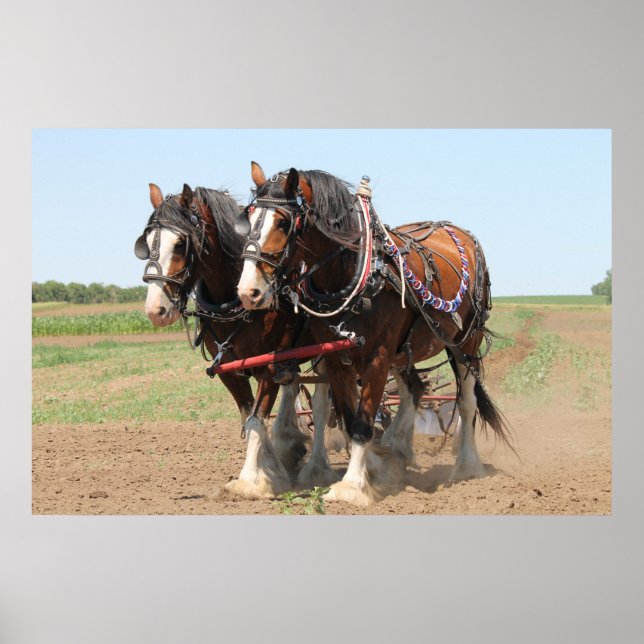 Affiches Beau clydesdale chevaux labourant (Devant)