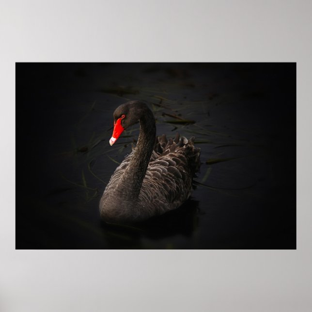 Affiches Beau cygne noir (Devant)