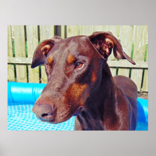 Affiches Beau doberman rouge