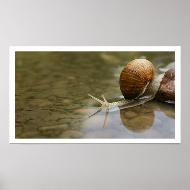 Affiches Beau escargot reflété dans l'eau (Devant)