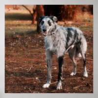Beau Lurcher chien