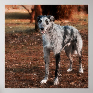 Affiches Beau Lurcher chien