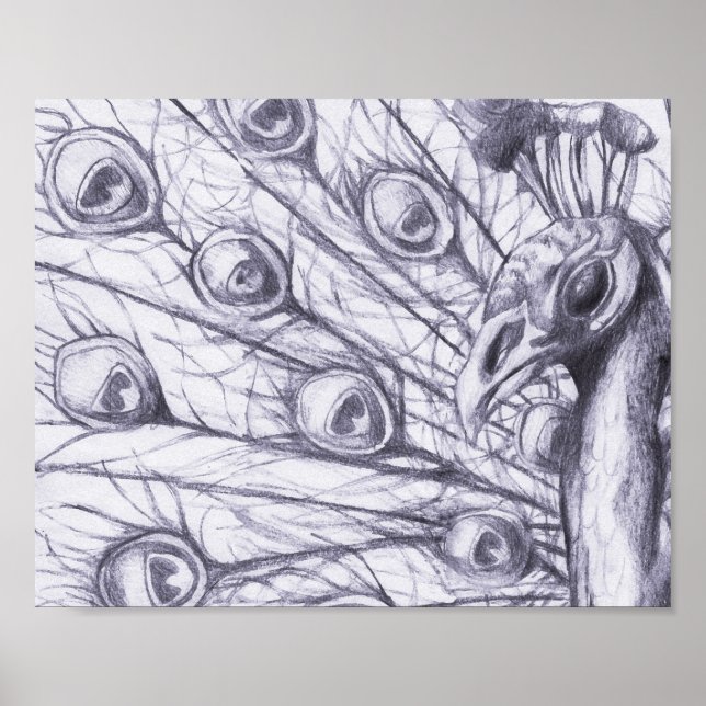 Affiches Beau paon (Devant)