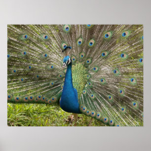 Affiches Beau Peacock