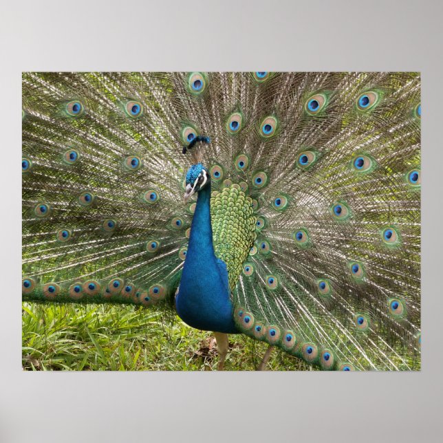 Affiches Beau Peacock (Devant)