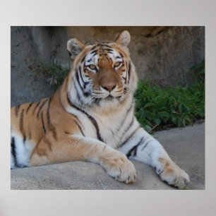 Affiches Beau tigre du Bengale