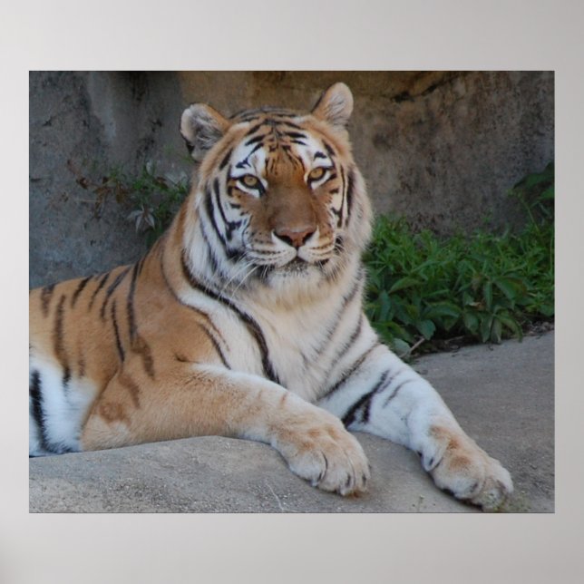 Affiches Beau tigre du Bengale (Devant)