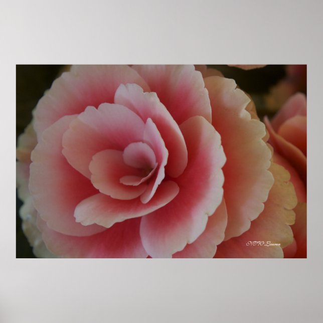 Affiches Beauté de Begonia (Devant)