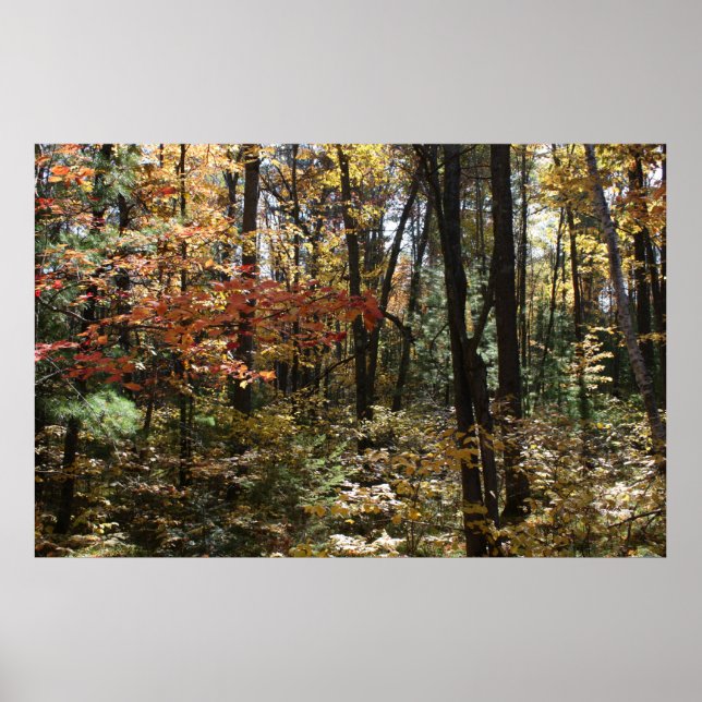 Affiches Beauté de Deep Woods (Devant)