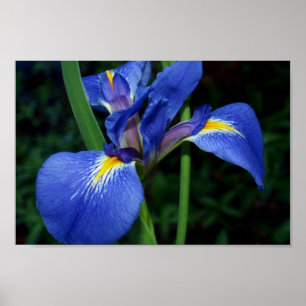 Affiches Beauté de drapeau bleu