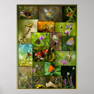 Affiches Beauté des papillons