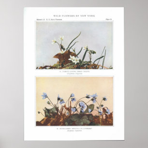 Affiches Beauté du printemps à feuillage étroit - Claytonia