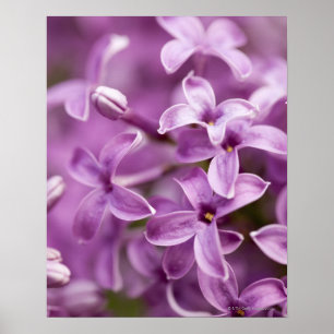 Affiches Beauté en nature - lilas pourpre