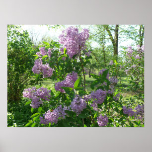 Affiches Beauté lilas
