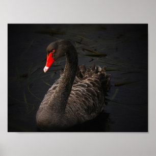 Affiches Beauté noire