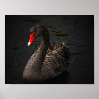 Affiches Beauté noire