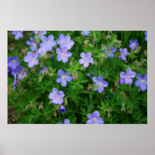Affiches Beaux Geraniums sauvages