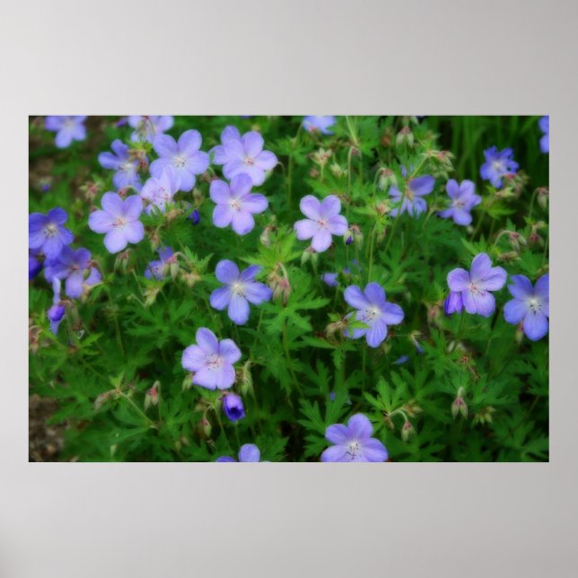 Affiches Beaux Geraniums sauvages (Devant)
