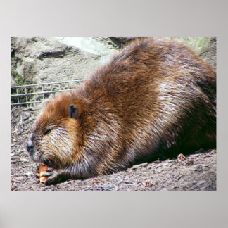 Affiches Beaver