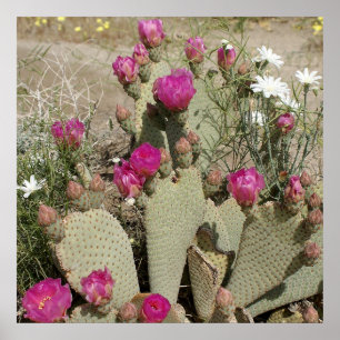 Affiches Beavertail Cactus