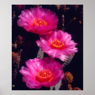 Affiches Beavertail Cactus Flowers 2