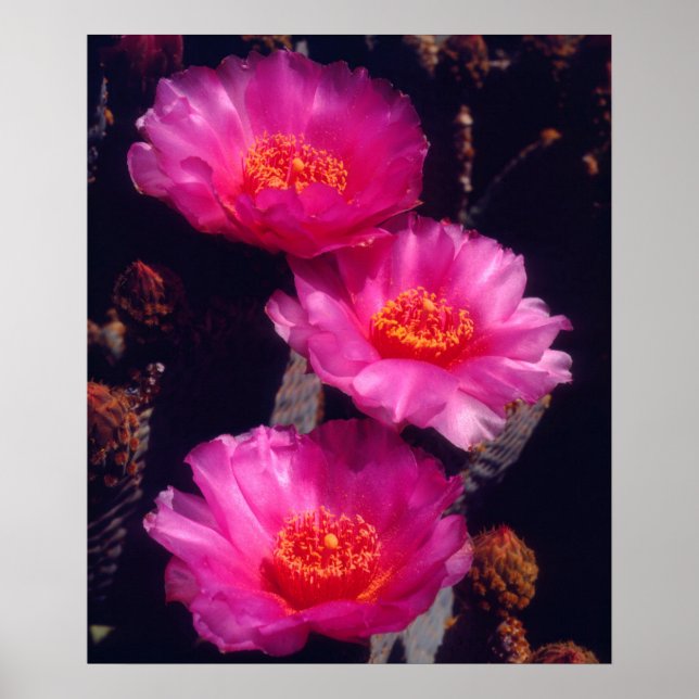 Affiches Beavertail Cactus Flowers 2 (Devant)