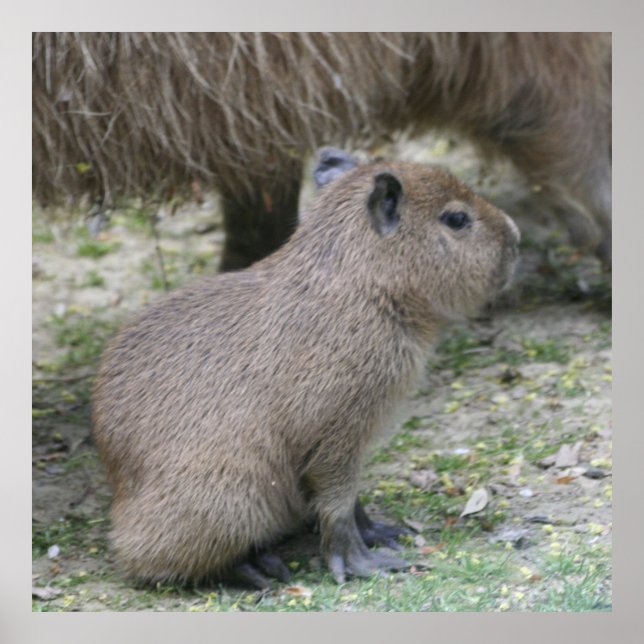 Affiches bébé capybara (Devant)