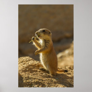 Affiches Bébé chien de prairie mangeant, Arizona